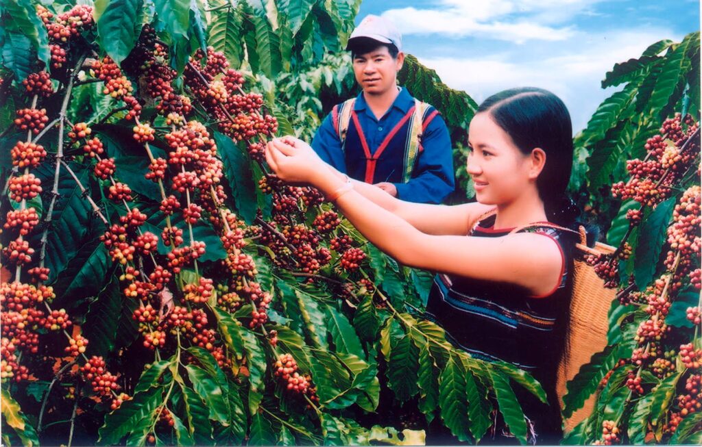 CÙNG TÌM HIỂU CÀ PHÊ MOKA LÀ GÌ, HƯƠNG VỊ CÓ GÌ ĐẶC BIỆT VÀ TẠI SAO ĐƯỢC XEM LÀ CÀ PHÊ NỮ HOÀNG?